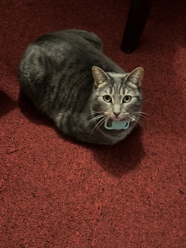Juju Cat Image