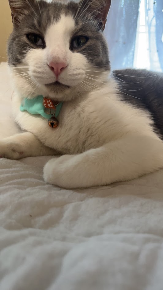 Pearl Cat Image